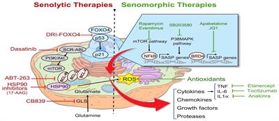 Cellular senescence in the pathogenesis of pulmonary arterial hypertension: the good, the bad and the uncertain